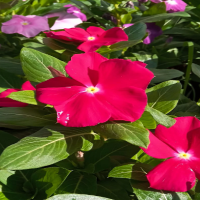 Geranio fucsia México 