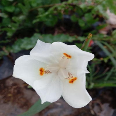 Lirio blanco México 
