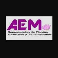 AEM