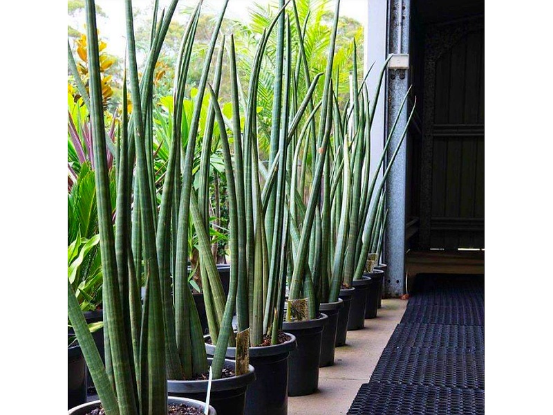 PLANTAS DECORATIVAS MERIDA MX