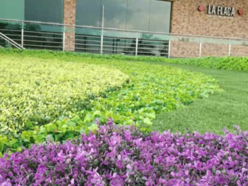 PLANTAS ARTIFICIALES PARA EXTERIOR CDMX 