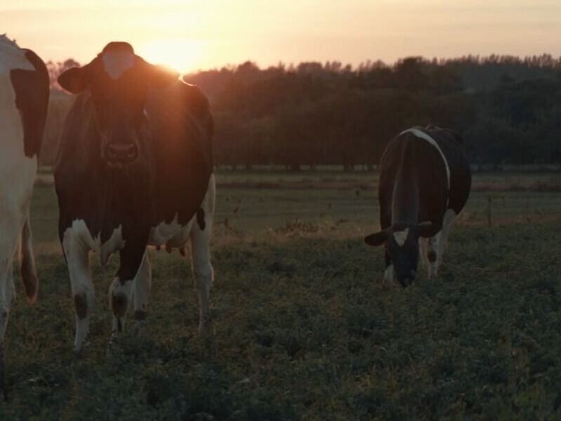 Video publicitario Alpura BBDO México