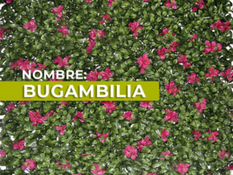 BUGAMBILLA MX