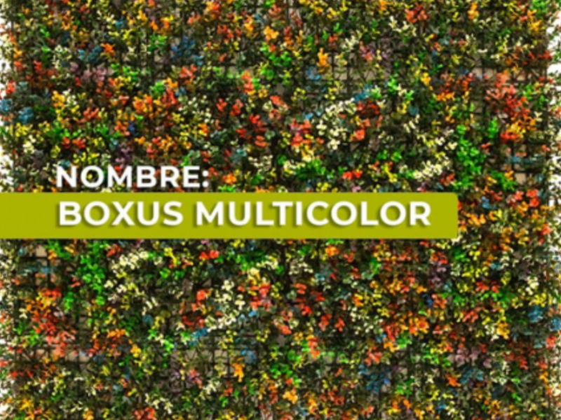 BOXUS MULTICOLOR MEXICO