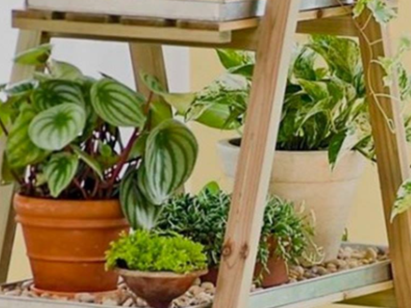 Plantas decorativas Guadalajara Jalisco