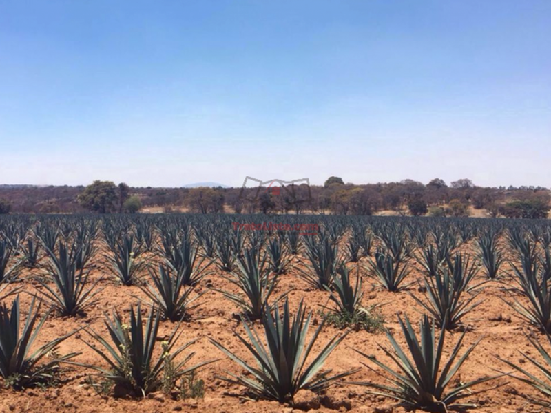 VENTA TERRENO JALISCO