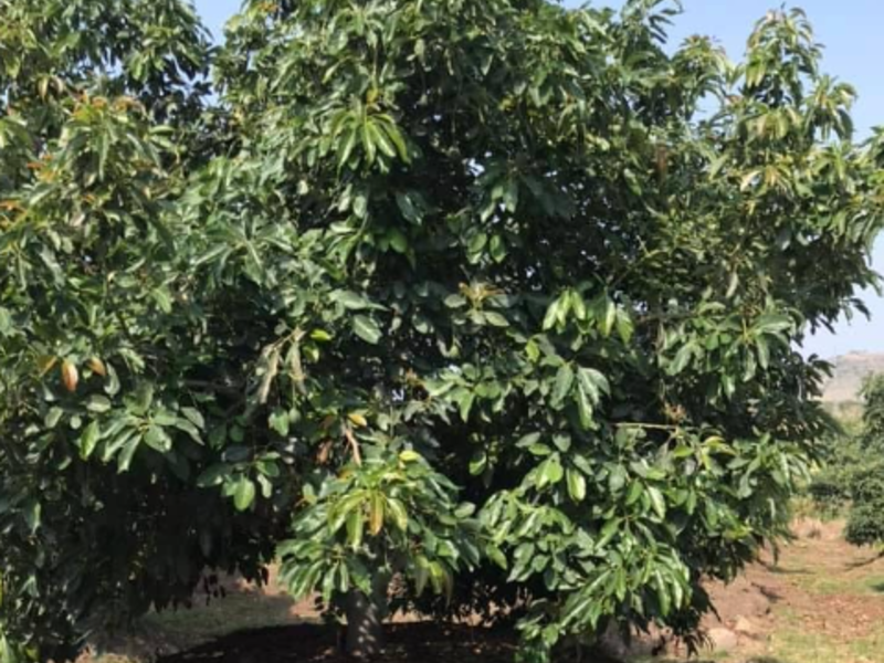 Huerta AGUACATERA