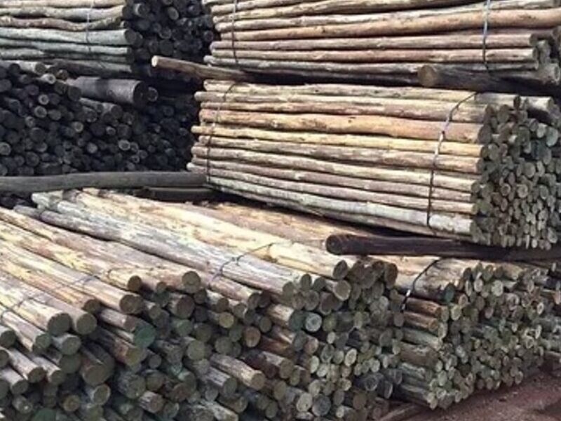Madera de pino en Sonora
