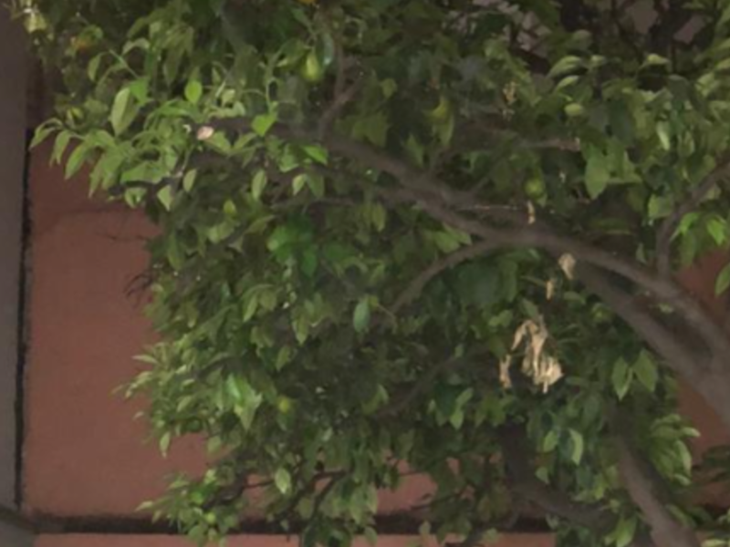 CORAZON POLANCO