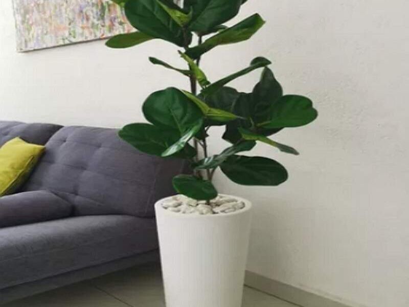 MACETA MINIMALISTA CONICA MEXICO