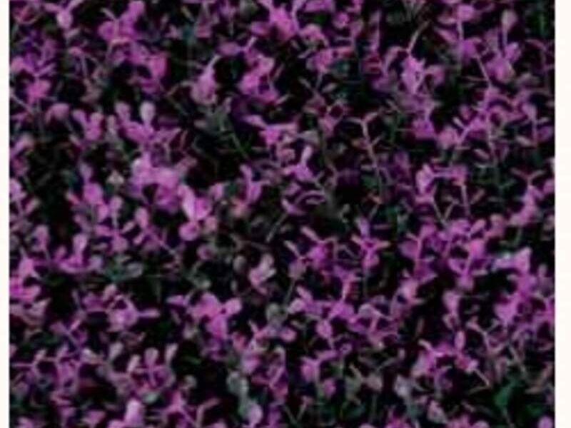 Purple Boxus México