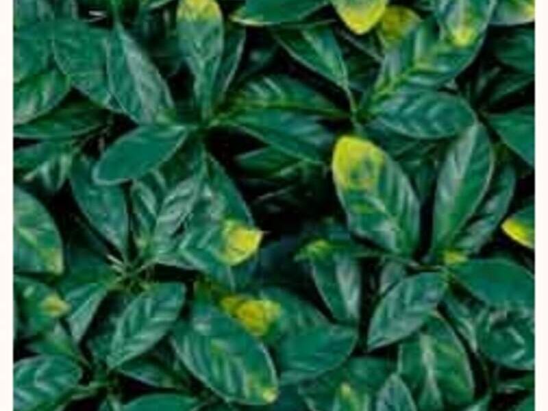 Laurel