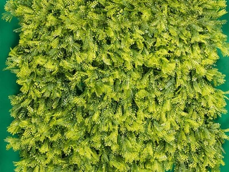 Muros verdes Helecho