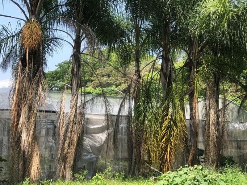 Venta terreno Mahuixtlán