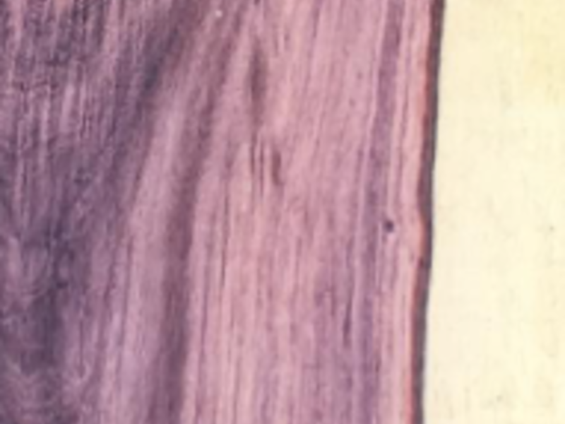Madera katalox merida
