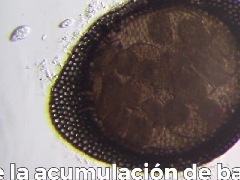 Lámina Plástica Agente Antibacterial