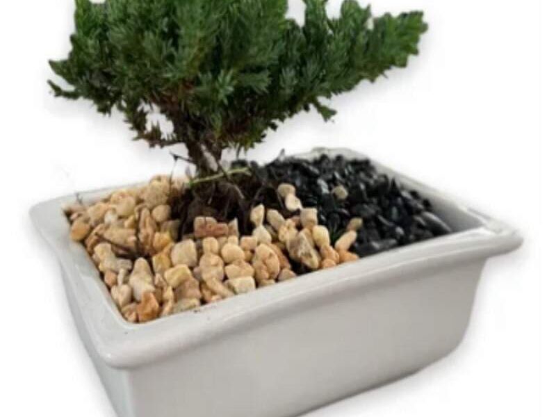 MACETA BONSAI MEXICO