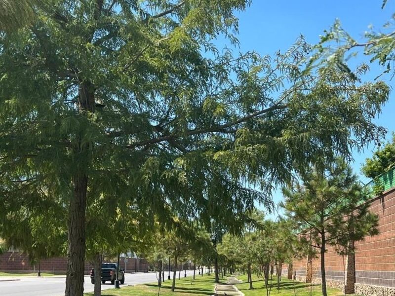 Venta terreno San Jose Coahuila