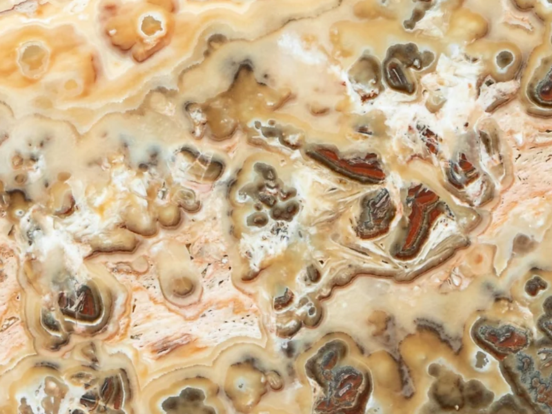 Ónix Fungi México