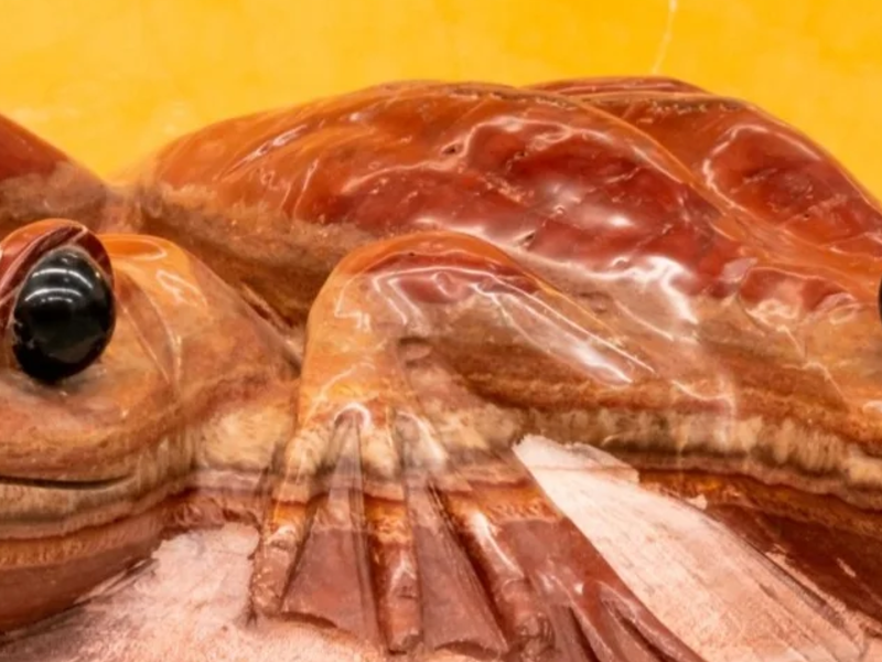 Sapitos Ónix México