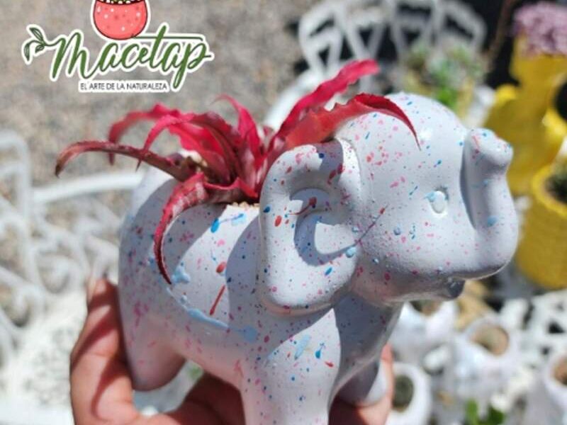 MACETA ELEFANTE MEXICO