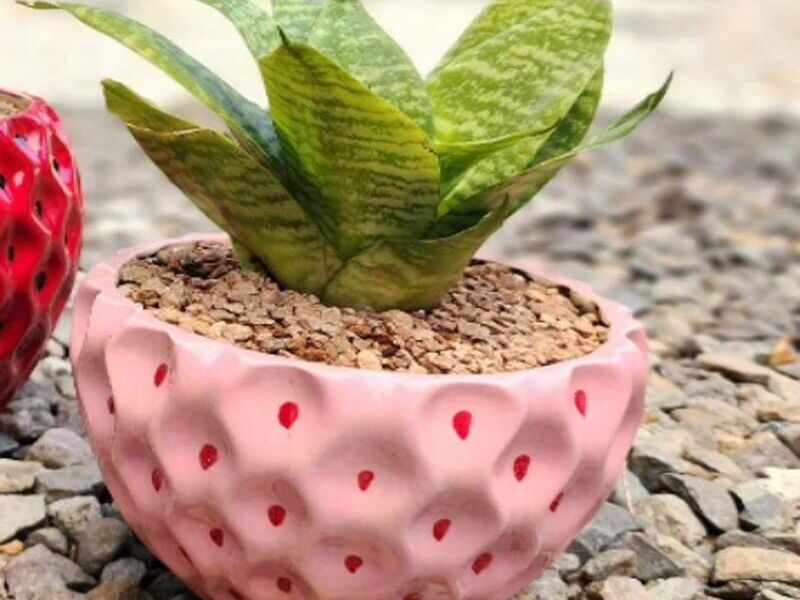 MACETA FRESA MEXICO