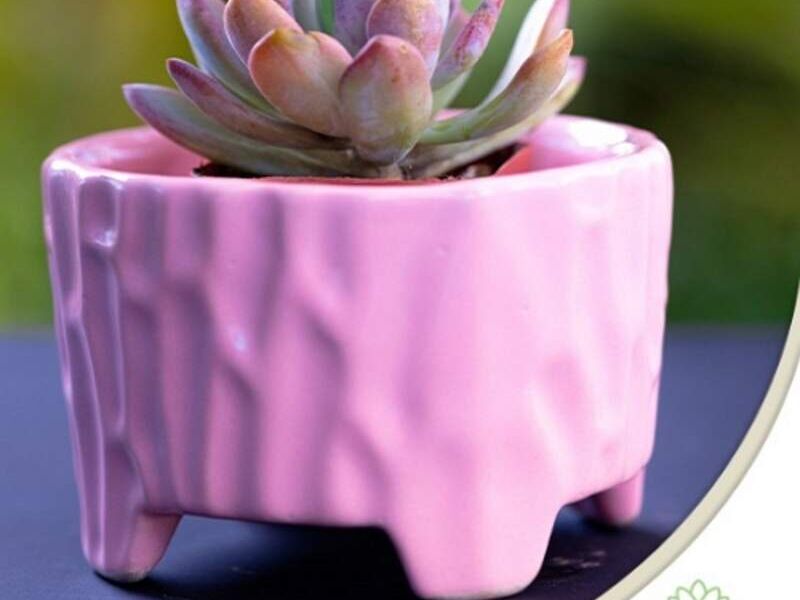 MACETA CILINDRO RECORTADO ROSA MEXICO