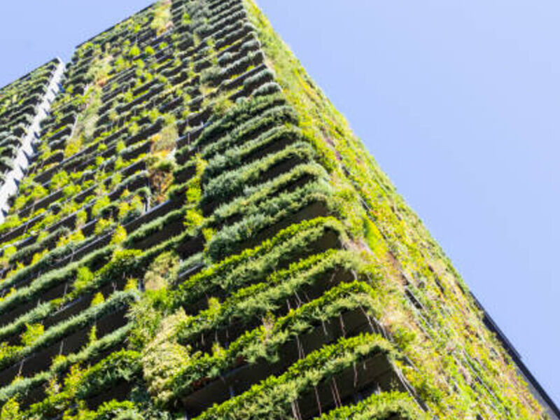 Construcción muros verdes Juárez 