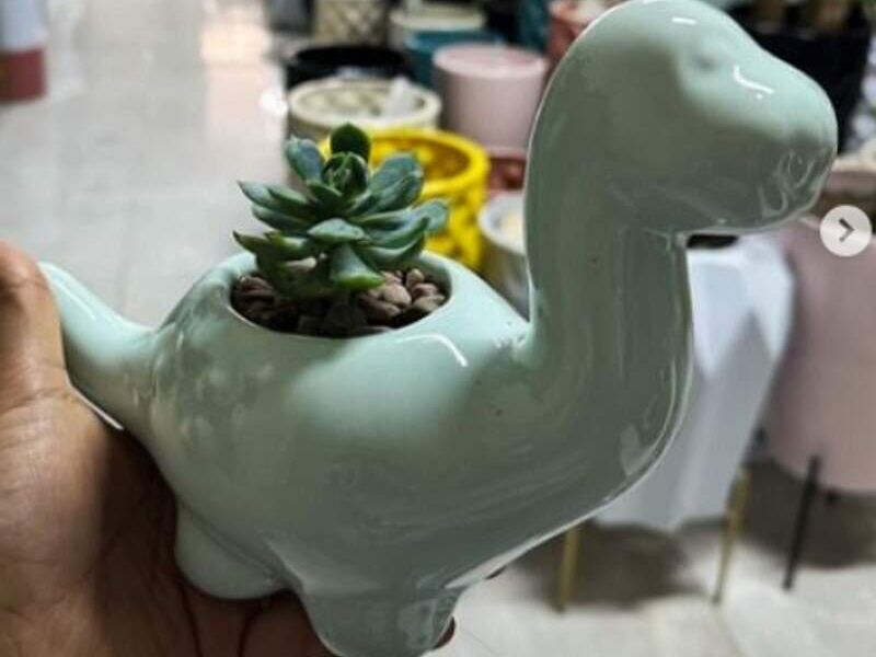 MACETA MINI BRONTOSAURUS MEXICO