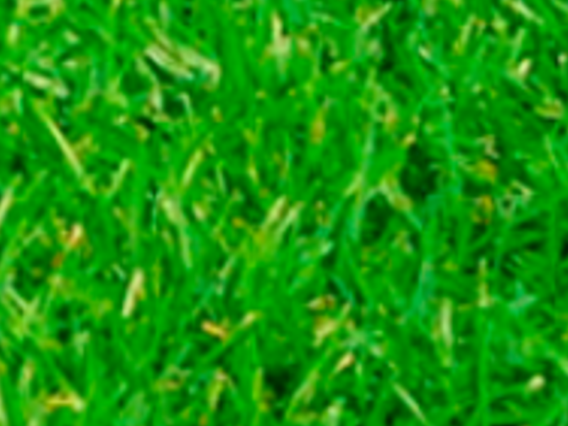 Pasto Natural San Agustín México
