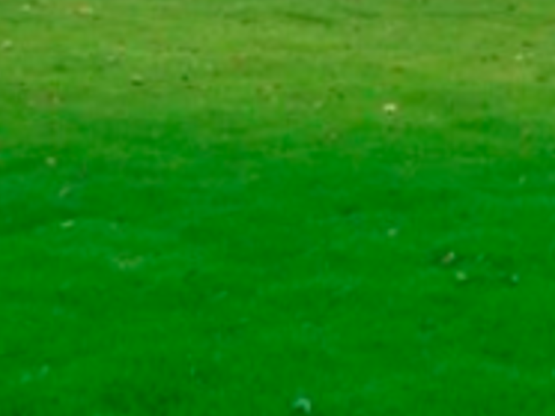 Pasto Natural Bermuda México