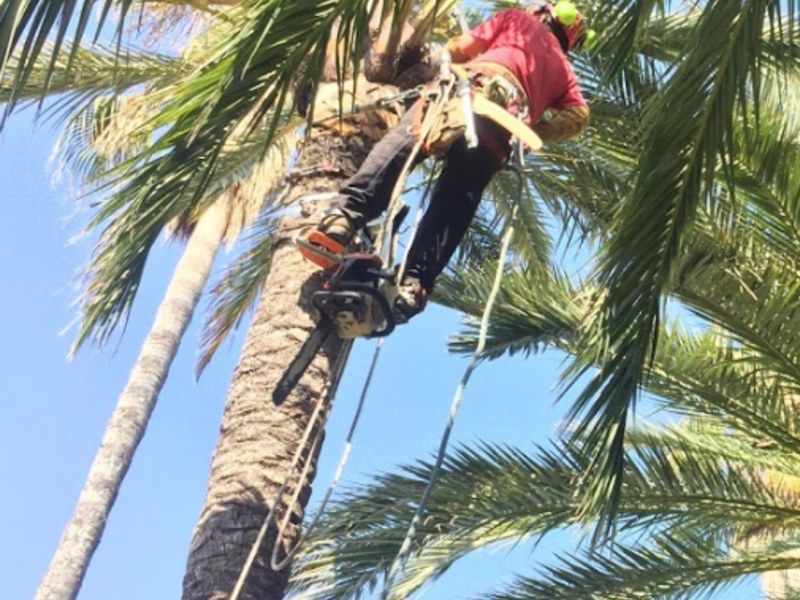 Poda Palmeras México
