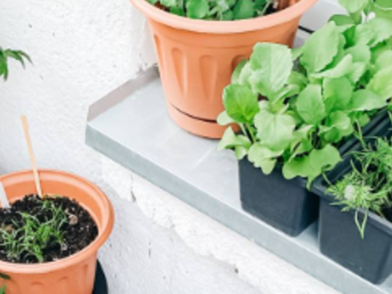 Plantas de Ornato Aguascalientes