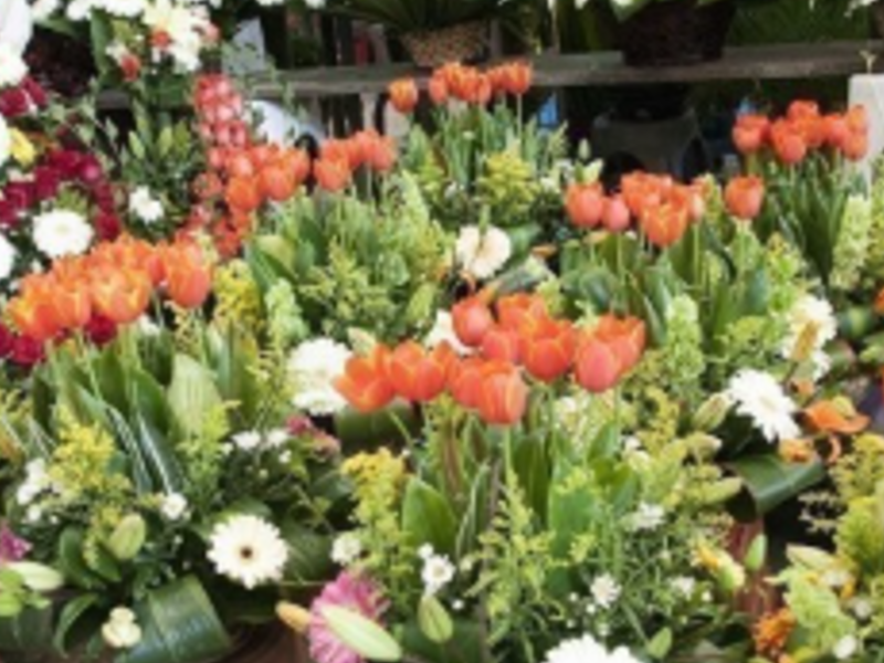 Flores Ornato Aguascalientes