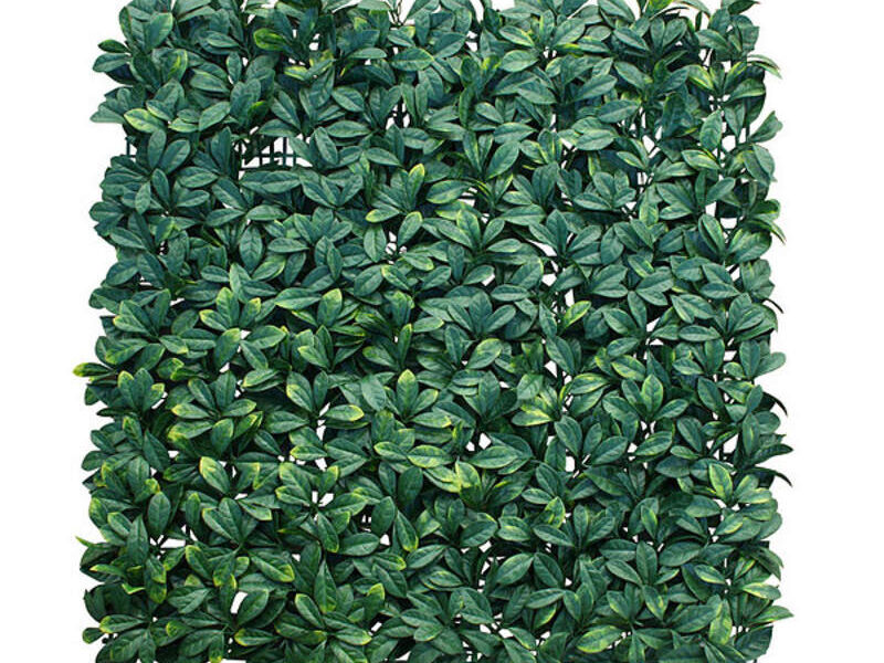 Follaje Laurel India México