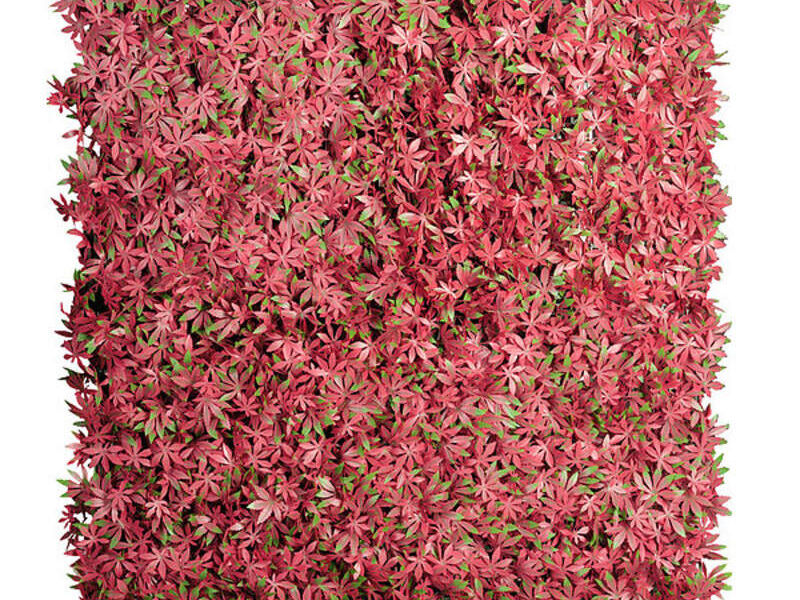 Follaje Maple Rojo México