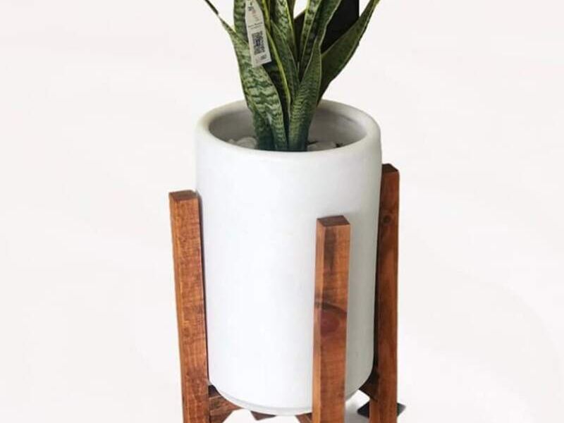 Planta Decorativa México