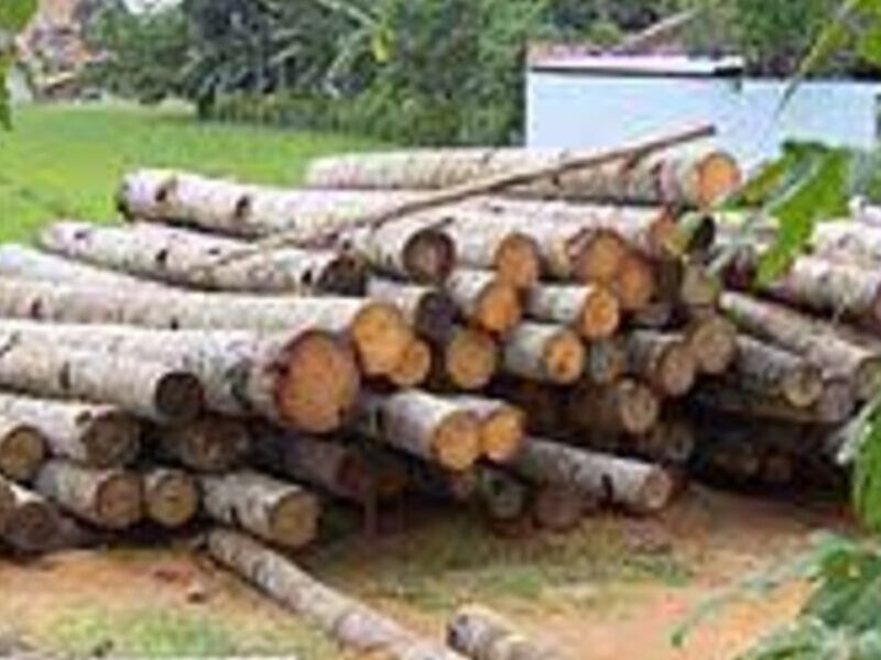 Madera Mexico