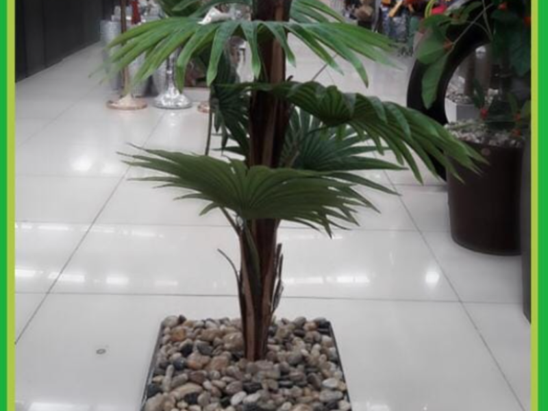 Planta decorativa hogar México