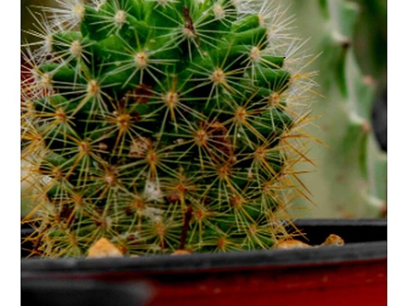 Cactus Nayarit 