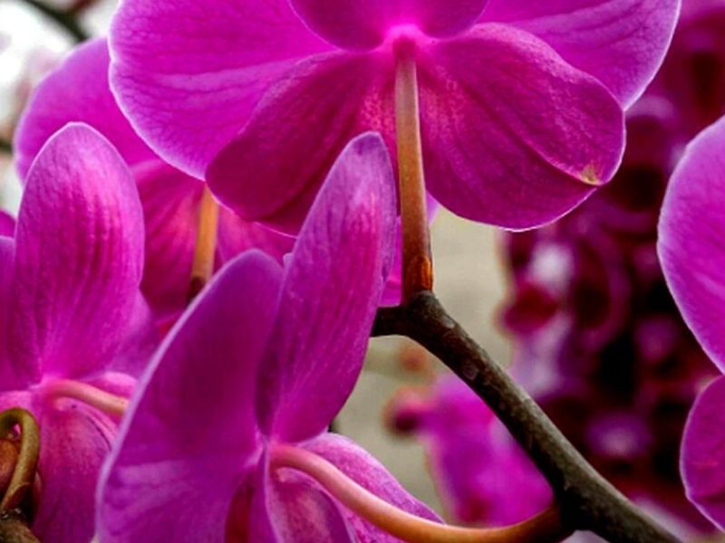 Orquídea Morada Nayarit