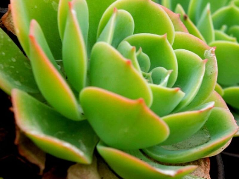 Planta Semiredonda Nayarit