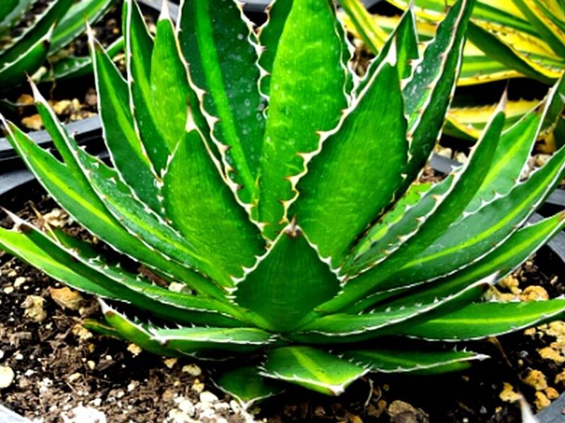 Planta Puntiaguda Nayarit