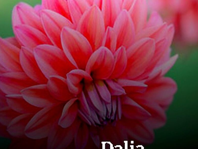 Dalia Tepic