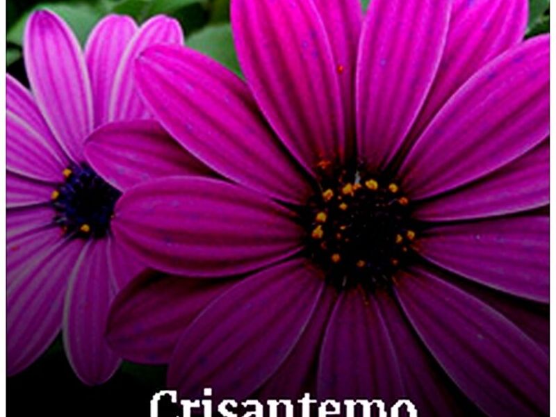 Crisantemo Tepic