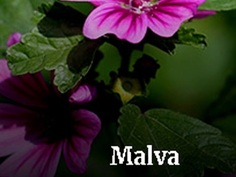 Malva Tepic