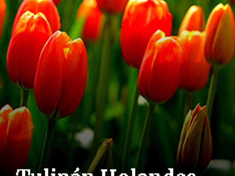 Tulipan Tepic