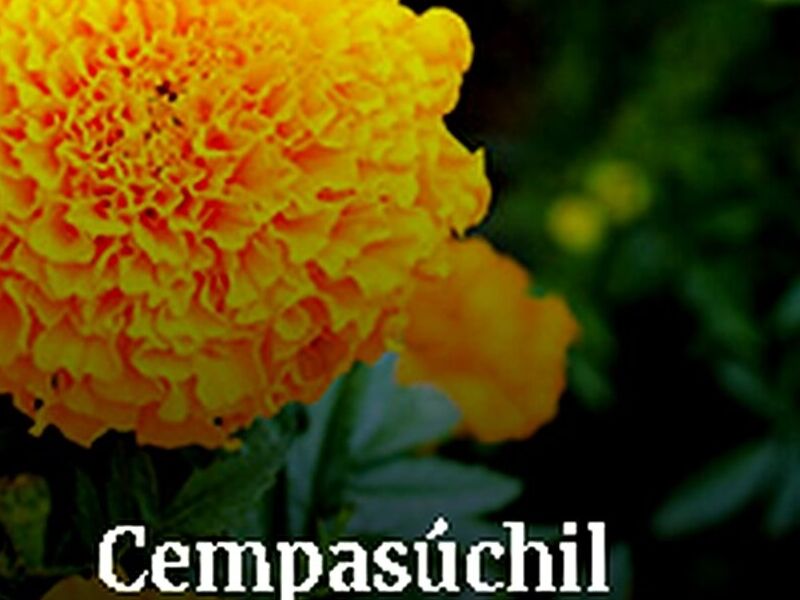Cempasúchil Tepic