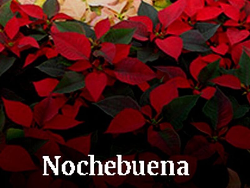 Noche Buena Tepic 