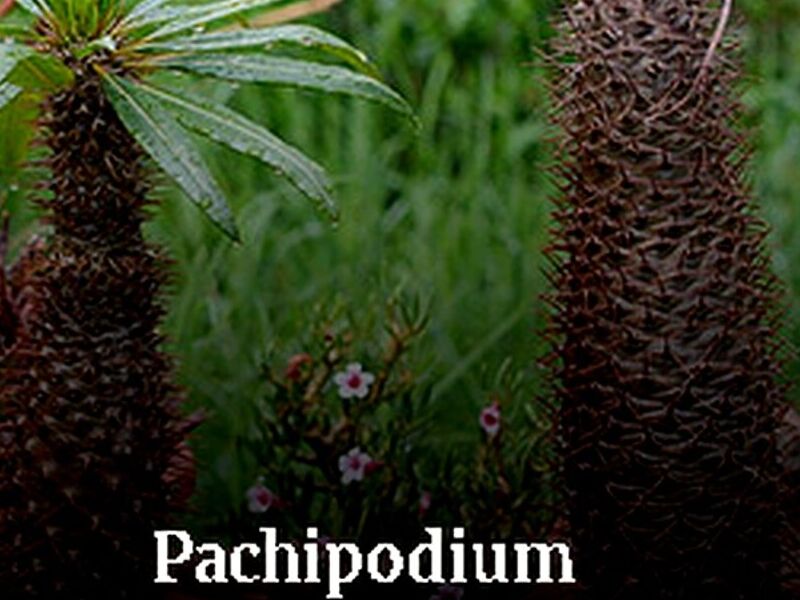 Pachipodium Tepic